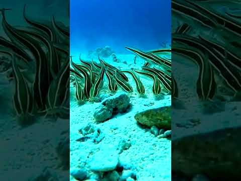 Smallmouth Bass Eats