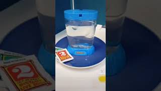 Growing Sea Monkeys PART 1 #shorts