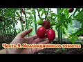 Коллекционные томаты. Обзор 9