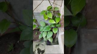 Bringing Nature Indoors