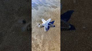 Sea Creatures | Found on Diveagar Beach | Alive Sea Creatures beach crabstarfish seacreatures