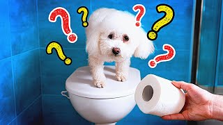 トイレットペーパーのチャレンジ || ショッキングなトイレットペーパーのハック