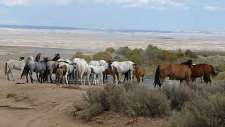 Willie Nelson's Band of Wild Horses