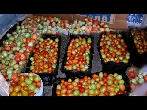reaping tomato for the market look how much pound I got 😲 480 lbs
