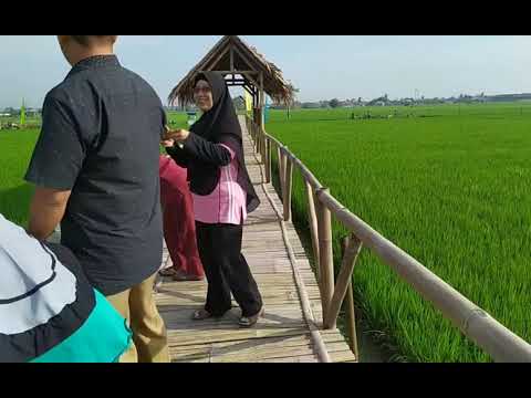 Wisata Sawah Youtube Wisata Sawah Youtube