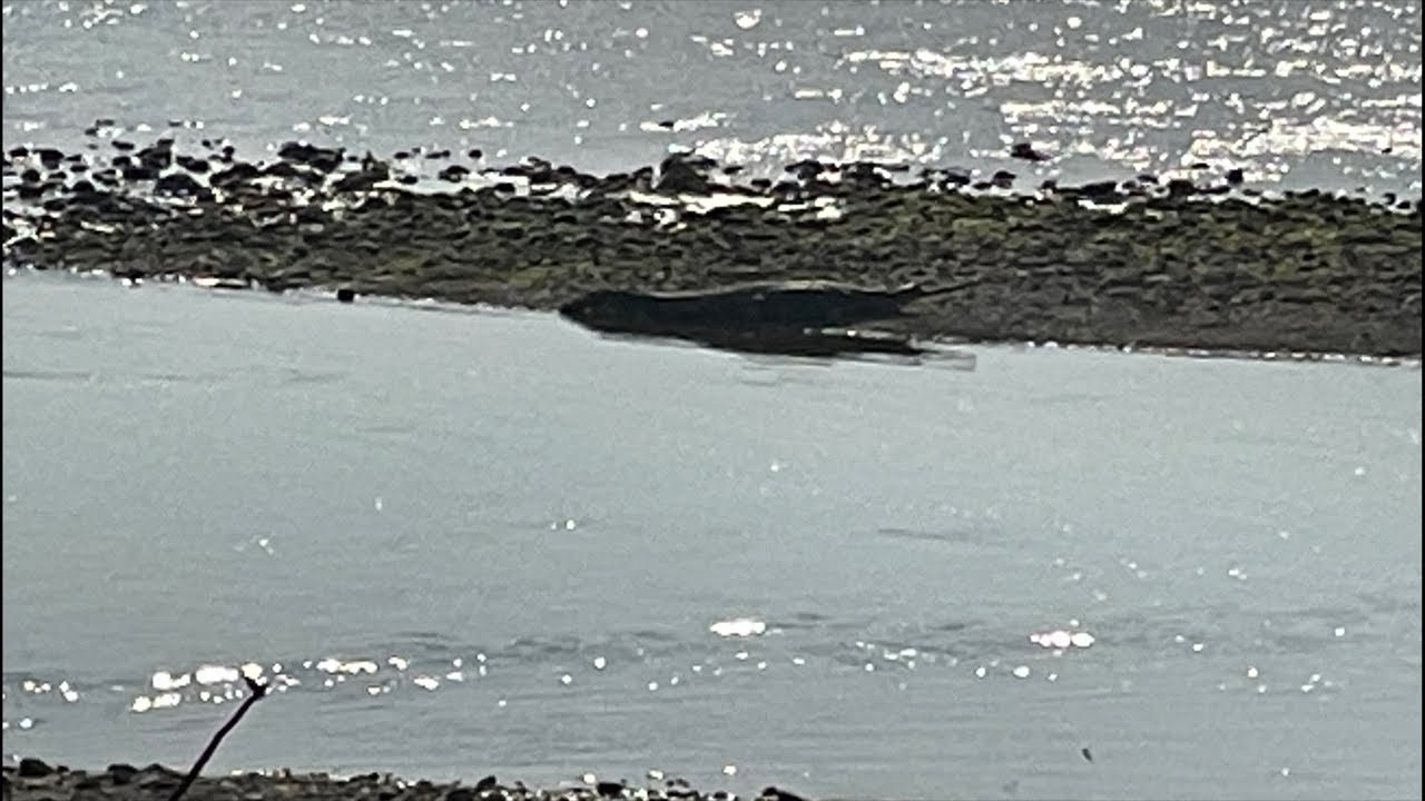 TheWalker khatiwada is live! Sauraha Chitwan