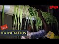 Ifa Initiation Live Video on Day 1 of the Ifa Initiation Process & How to Wash Ikin Ifa by Babalawo