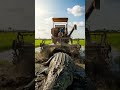 A Man Drives Tractor So Fast to Attack a Crocodile #Crocodile#CrocodileEncounter#CrocodileVsTractor