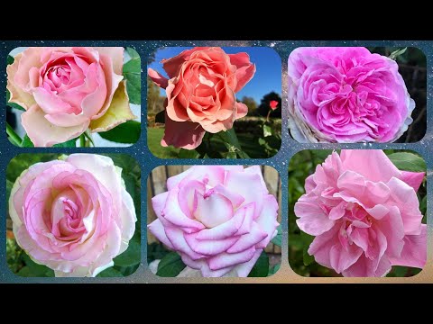 180 - Top 15 Light Pink Rose Varieties | Famous Around The World