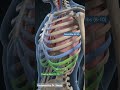 Ribcage 3D Anatomy vedio #anatomy