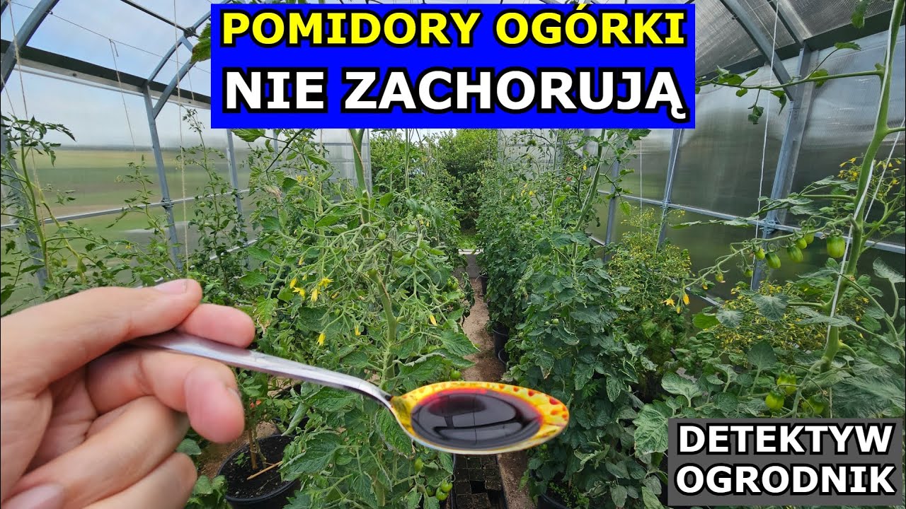 Wystarczy Kilka Kropli - Pomidory i Ogórki NIE ZACHORUJĄ. Jodyna, Skrobia, Ocet - preparat IF Oprysk