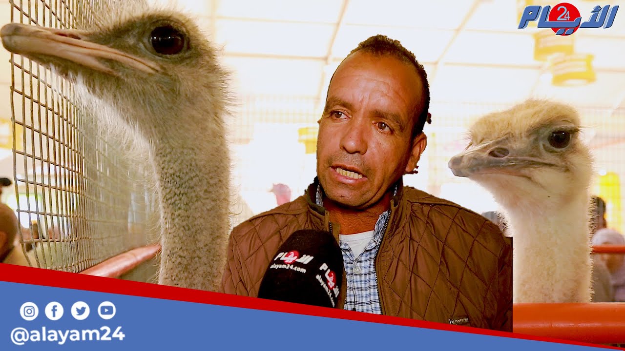 صناعة الملايين من تربية النعام.. ثمن الفلّوس يصل إلى 2 المليون والبيضة الواحدة ب300 درهم