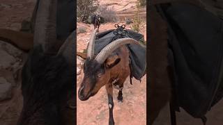 Goats Packing my gear through the Desert Wilderness. Long Video Now Live!