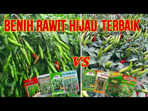 Kalori Cabai Rawit Hijau