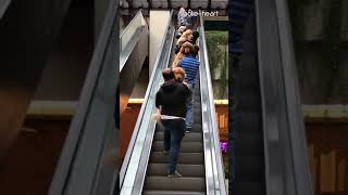 Group Of Dog Owners Carry Golden Retrievers Up Escalator