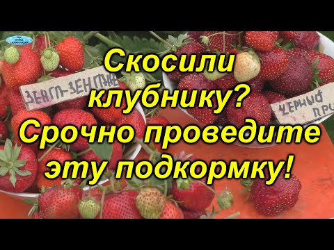 Подкормка клубники после плодоношения(реально помогает)