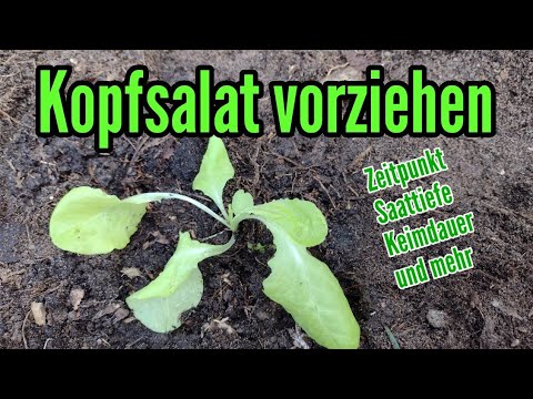 Kopfsalat anbauen: Aussäen und pikieren Vorziehen von Kopfsalat Anzucht Pflanzen