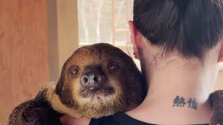 Sir Winston the HUGGING SLOTH reactions‼️