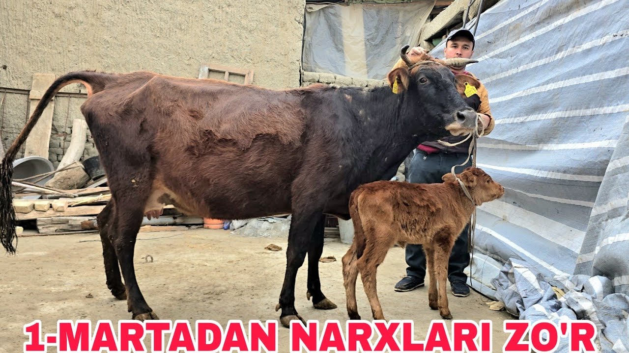1-marta Obit akadan ona bola va bo'g'oz sigirlar asl qadm 3 марта 2026 г.