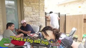 Streamers get attacked by a bug