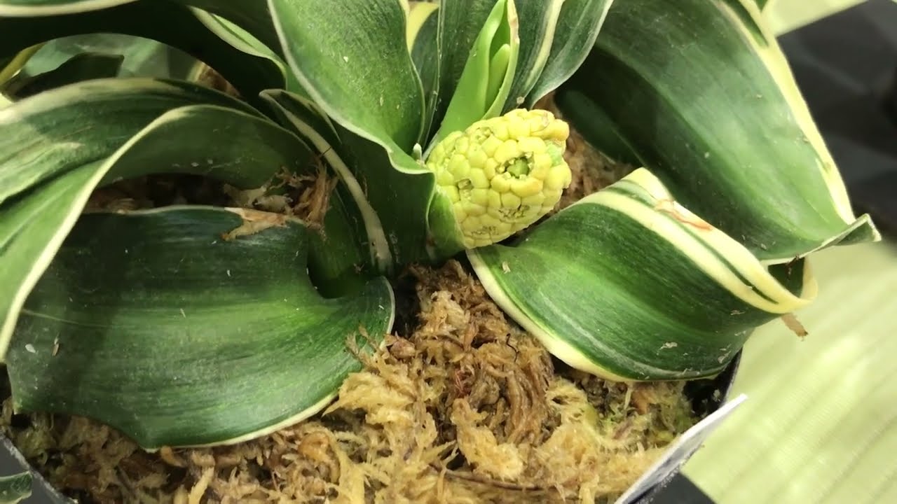 万年青と古典植物展2023（2023年5月7日） - YouTube