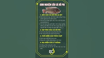 Kinh Nghiệm Câu Cá Rô Phi quăng cần là cá cắn câu #fishing  #cauca