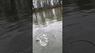 Get the net! #fishing #musky #muskie #Ohio #lakerrie