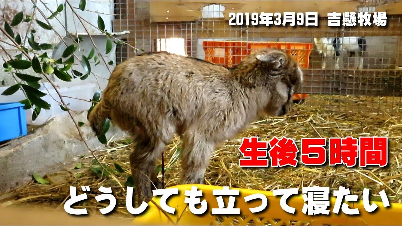 ウトウト立ったまま寝るヤギの赤ちゃん どうしても立って寝たいらしい Sleepy Baby Goat Youtube ウトウト立ったまま寝るヤギの赤ちゃん どうしても立って寝たいらしい Sleepy Baby Goat Youtube