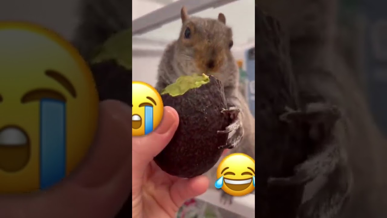 Fat squirrel eating avocado 🥑🐿 little_thumbelina_girl YouTube