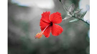 Hibiscus flower opening and closing - Timelapse  - YouTube | Why Flowers Close Their Petals at Night