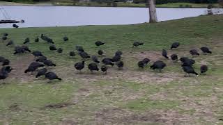 American coots screenshot 5