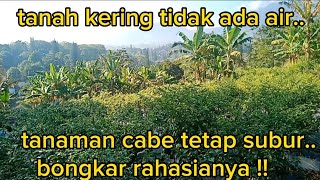 Chili plants thrive on dry land without enough water. This is the secret! @Ardana-Pt