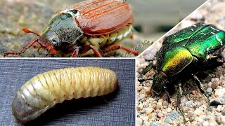 Личинки майского жука и  бронзовки Как отличить