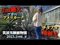 【アガベチタノタの地植え】筑波実験植物園のアガベを詳しく紹介！温室管理では塊根植物も地植えされていました。