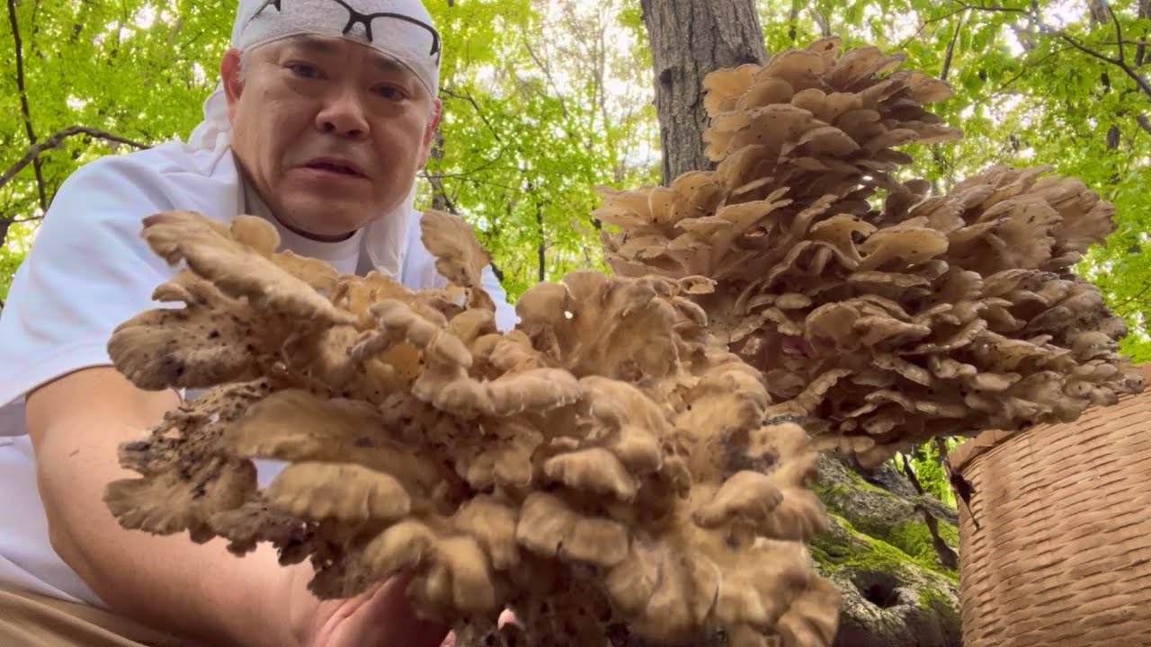 きのこ採取】秋キノコ始まったみてえ？