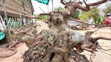 Cốt tán hoá tuổi đời mênh mông đt 0337496058