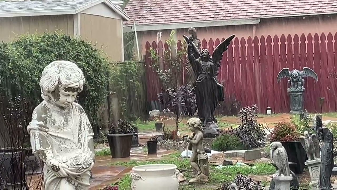 Gothic Garden Update: Rain, Winds, and the Toyon (Christmas Berry/California Holly)