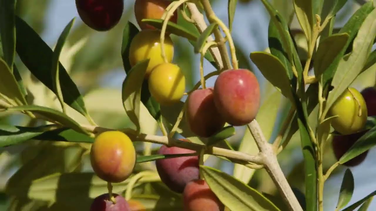 نجاح زيت الزيتون بالجزائر... القصة الحقيقية من البداية