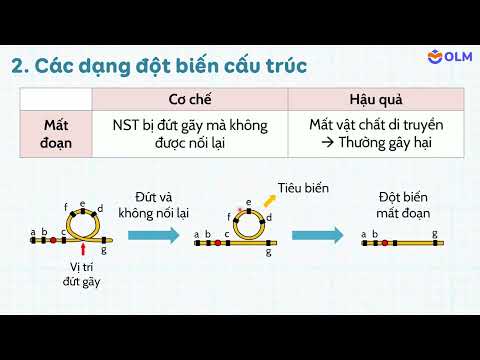 Video Bài 12.1. Cở chế phát sinh đột biến cấu trúc NST - youtube