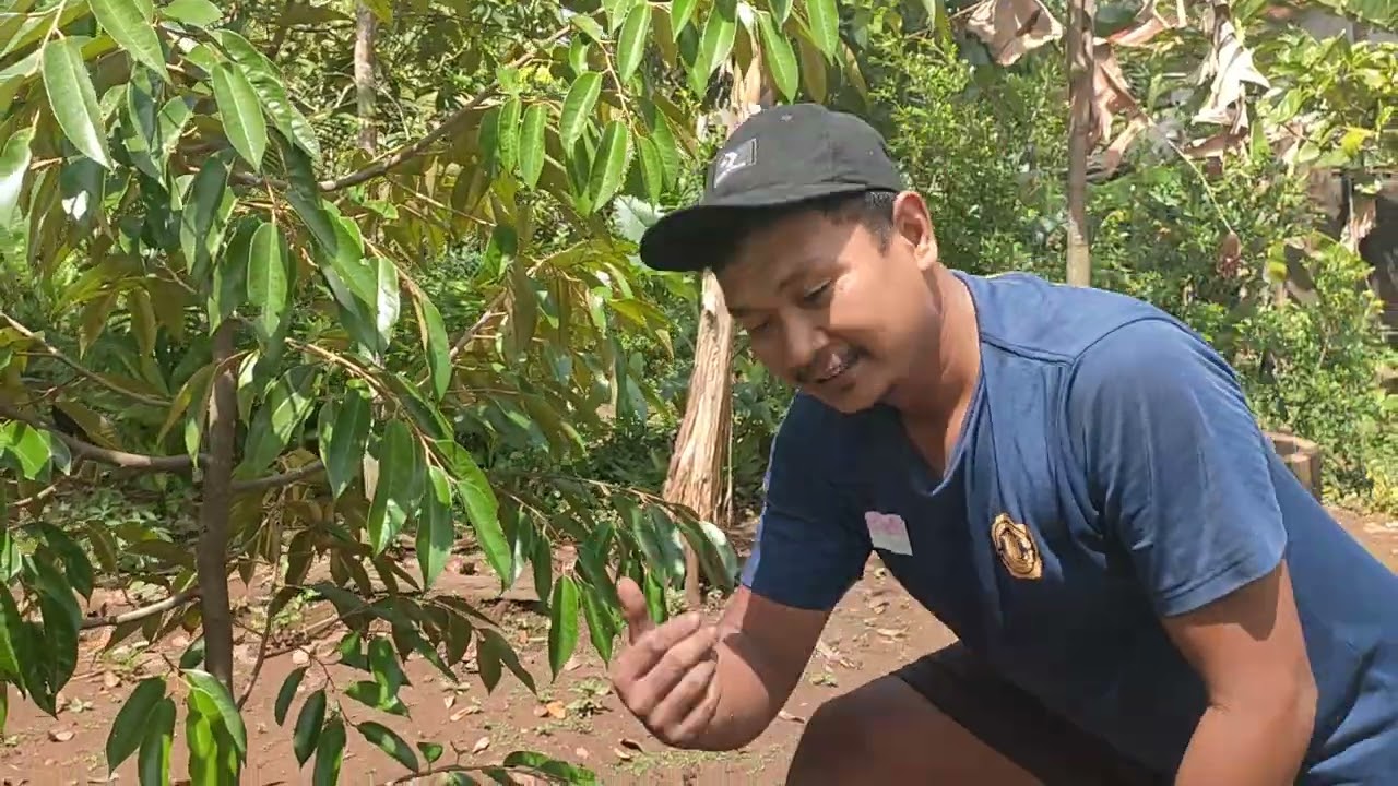 CARA MENANAM BIBIT DURIAN 