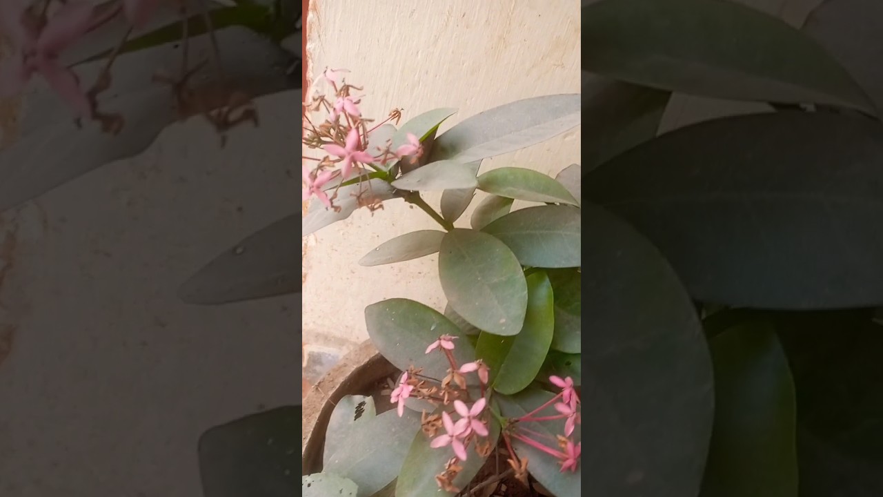 No Like? Not Attitude 😜 | Funny Desi Logic | Shorts