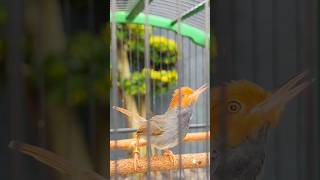 Download Lagu PANCINGAN JOSS PRENJAK KLAWU MP3