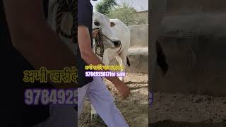 tharparkar bull #bull #animals breeding