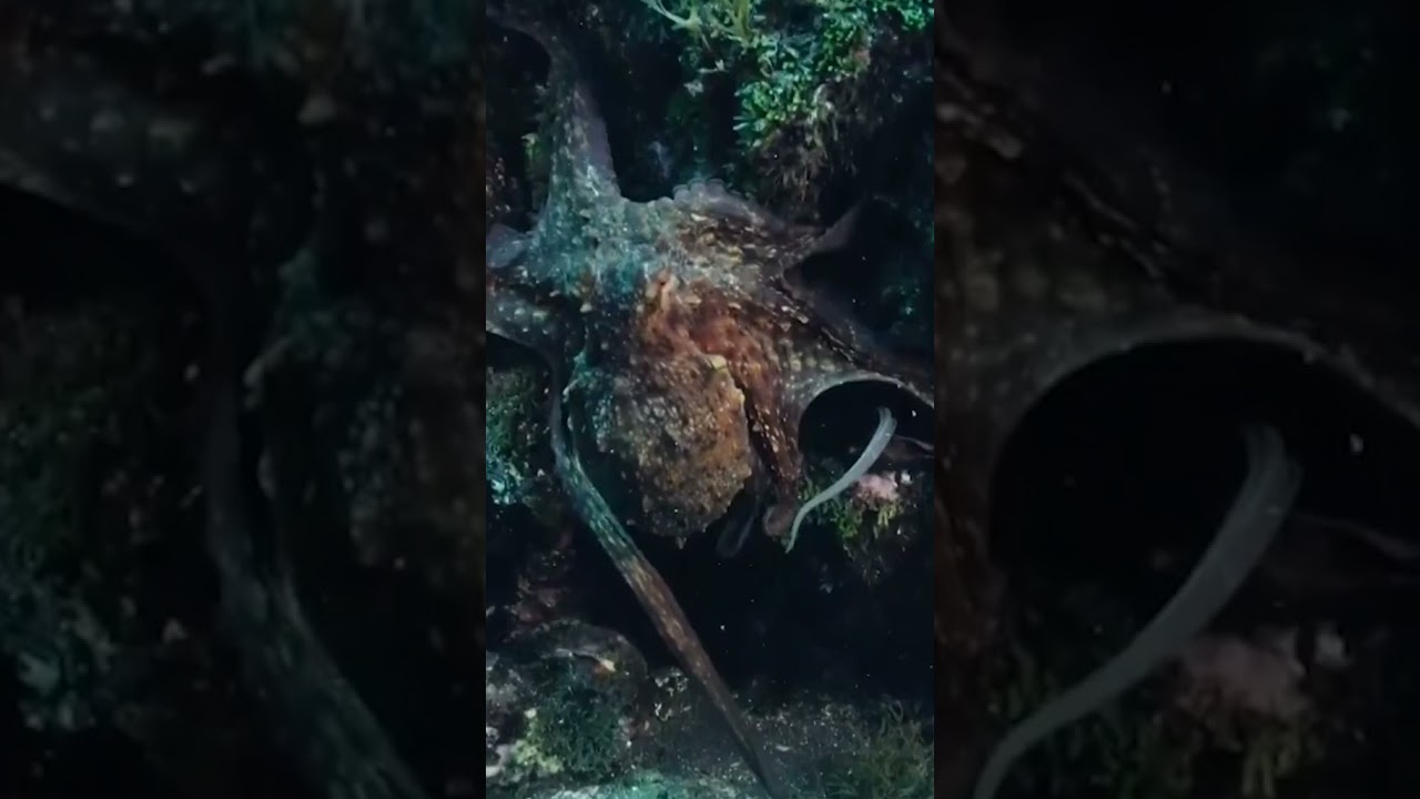 Octopus and electric eels at the bottom of the ocean | Gurita dan belut listrik di lautan 