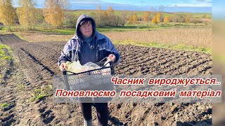видео: Садимо часник і цибулю швидко і без заморочок ... картинка: Садимо часник і цибулю швидко і без заморочок ...