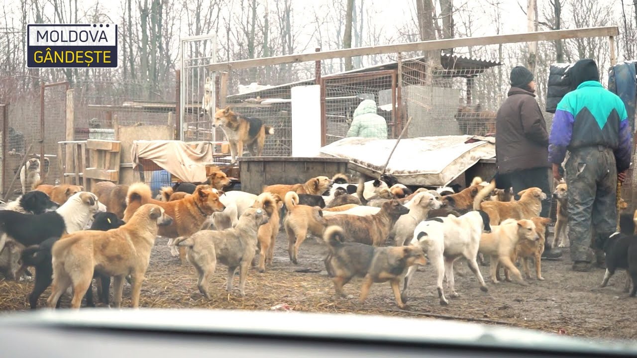 Cum să te protejezi de câinii agresivi: Recomandările experților