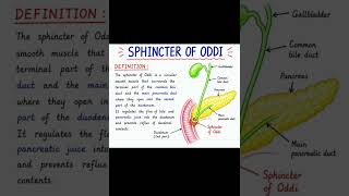 "Smart gate "of duodenum #paramedical #biology #anatomy #neet#semester