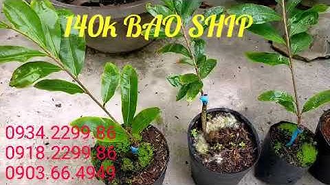 6 loại cúc mai: 2 tầng, cúc kem 30-50 cánh, vip, hoàng hậu, rồng bay, 4 long