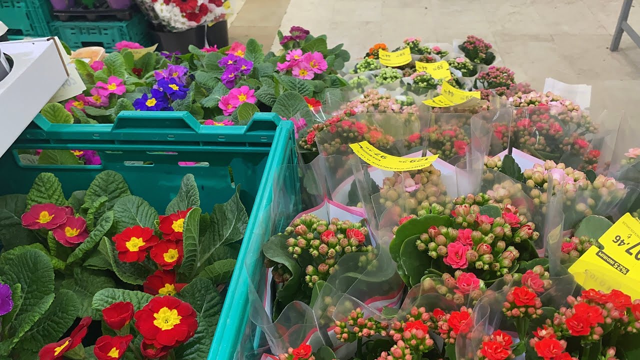 MARKETLER de ÇİÇEK İNDİRİM ‼️📣