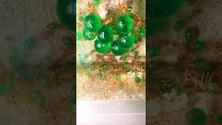 Green Orbeez Ants
